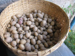 Nishtha's potato harvest