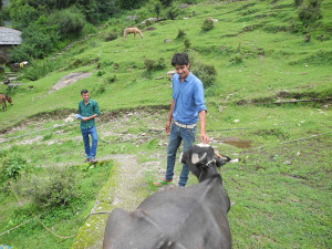 We head down hill again – Ravi seems to have made friends with that buffalo!