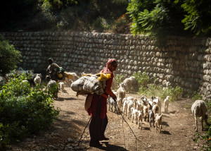 Gaddhi shepherds